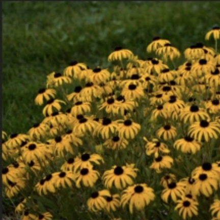 RUDBECKIA, AM GOLD RUSH 8"