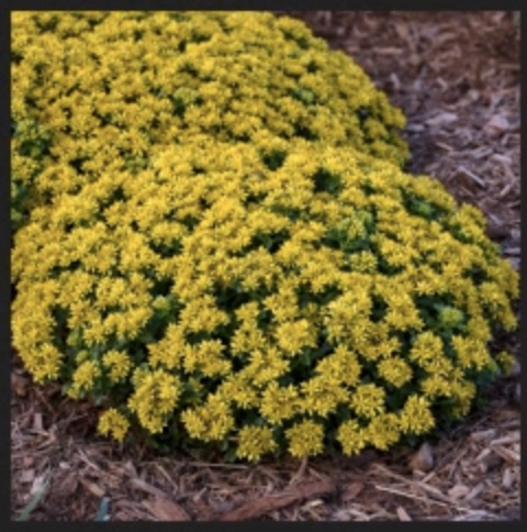 Little Miss Sunshine Sedum 1G