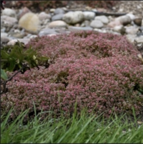 Steel the Show Sedum 1G