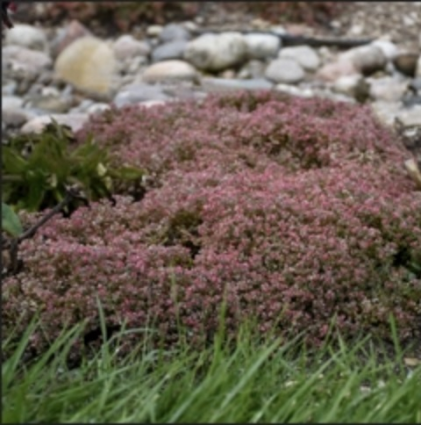 Steel the Show Sedum 1G