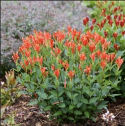 Orange Slices Spigelia 1G