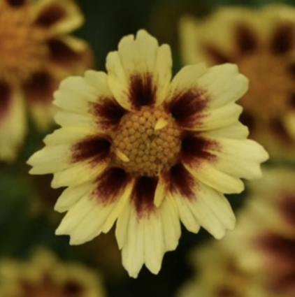 Sunfetti Yellow Coreopsis 1G