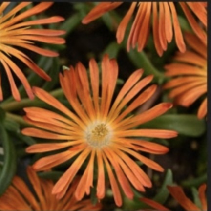 Orange Vibe Ice Plant