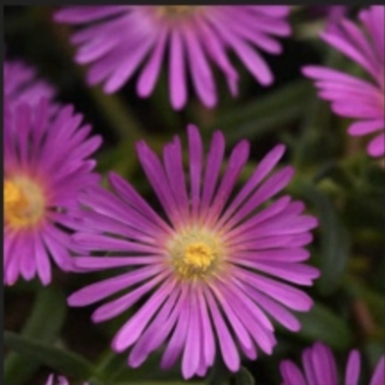 Violet Ice Plant