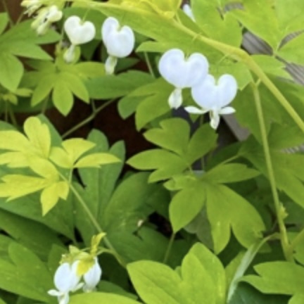 White Gold Bleeding Heart 1G