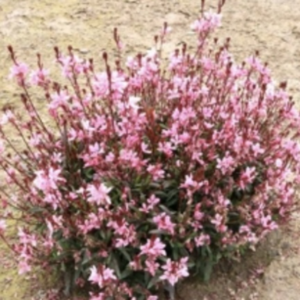 Confetti Pink Gaura 1G