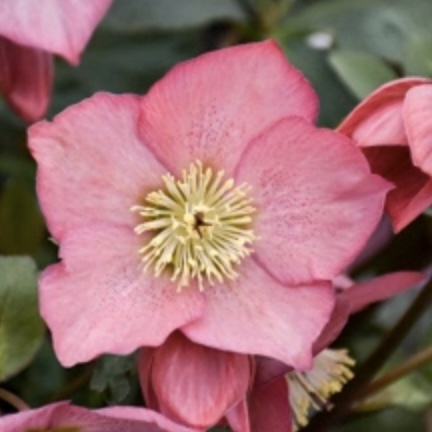 Walberton's Rosemary Helleborus 1G