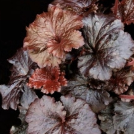 Rosewood Heuchera1G