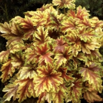 Golden Zebra Heucherella 1G