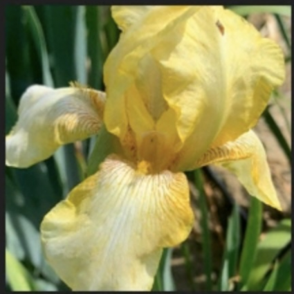 Dawn of Fall Bearded Iris 1G