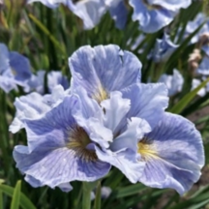 Mission Bay Siberian Iris 1G