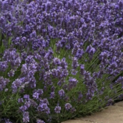 SuperBlue English Lavender