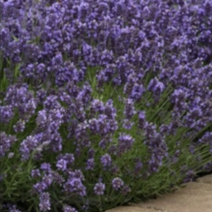 SuperBlue English Lavender