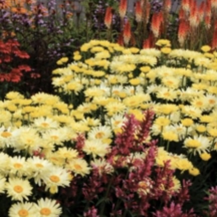 Goldfinch Shasta Daisy 1G