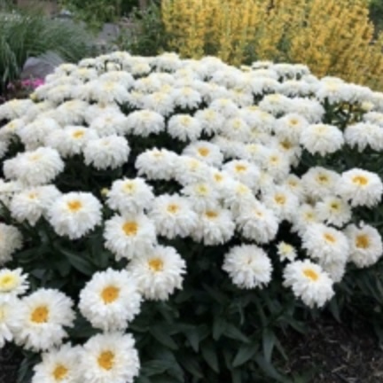 Macaroon Shasta Daisy 1G
