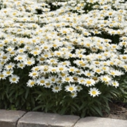 Make My Daisy Happy Shasta Daisy 1G