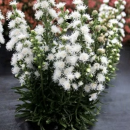 White Feather Liatris 1G