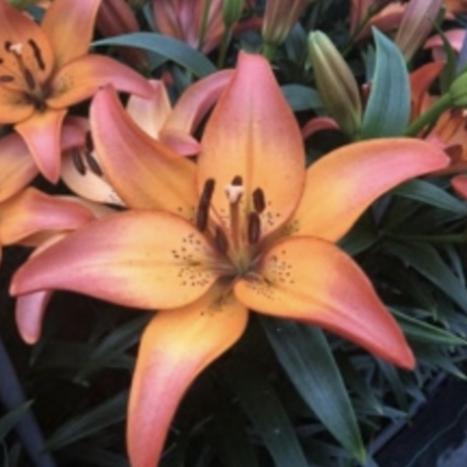 Royal Sunset Hybrid Lily 1G