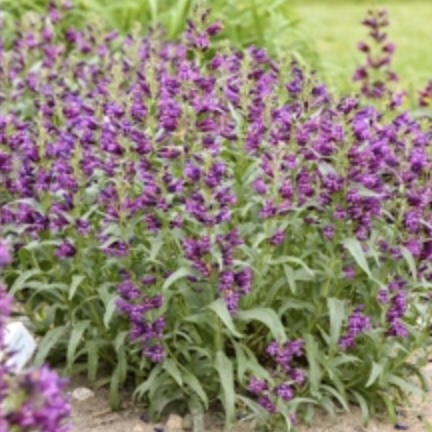 Dark Amethyst Penstemon 1G