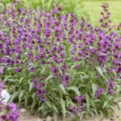 Dark Amethyst Penstemon 1G