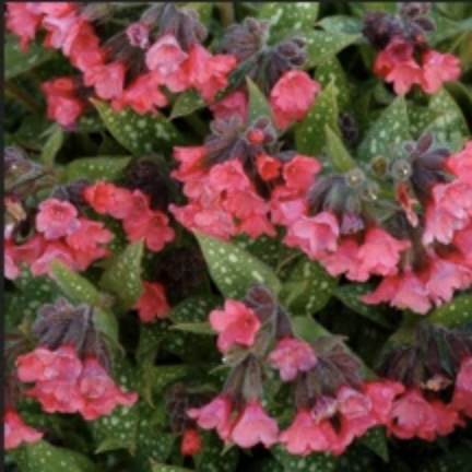 Shrimps on the Barbie Lungwort 1G