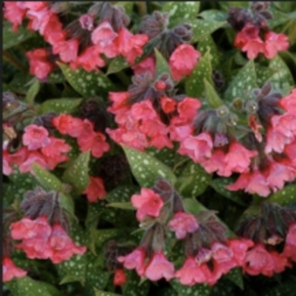 Shrimps on the Barbie Lungwort 1G