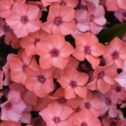 Super Ka-Pow Coral Tall Phlox 1G