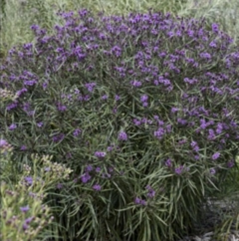 Prairie Princess Ironweed 1G
