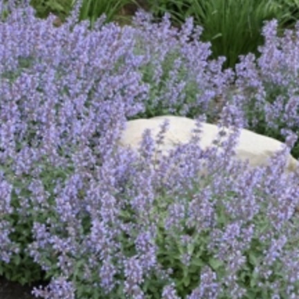 Cat's Meow Nepeta 1G