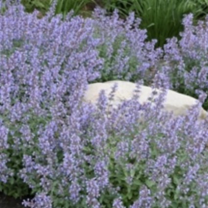 Cat's Meow Nepeta 1G