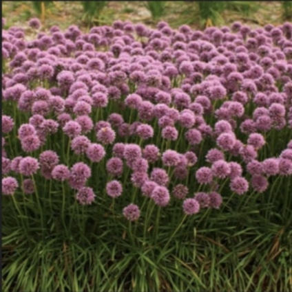 Glitterbug Bee�s Knees Allium 1G