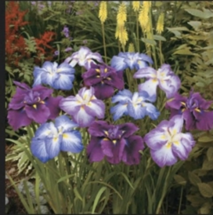 Blueberry Pie Japanese Iris 1G