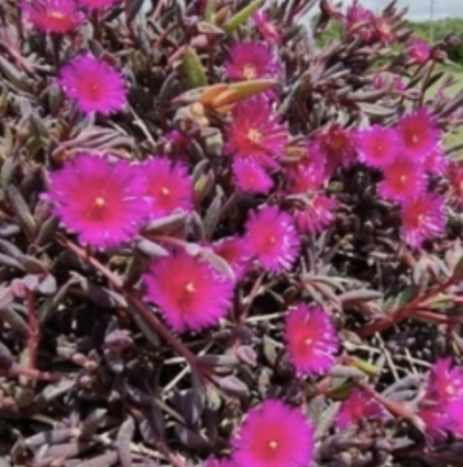 Amethyst Dream Centaurea 1G