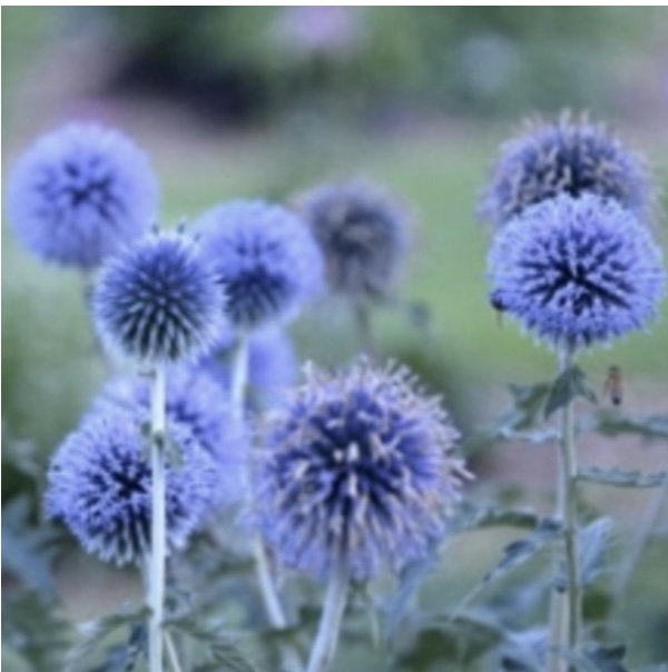 ECHINOPS/GLOBE THISTLE