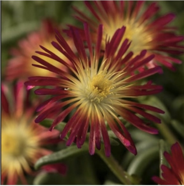 DELOSPERMA/HARDY ICE PLANT