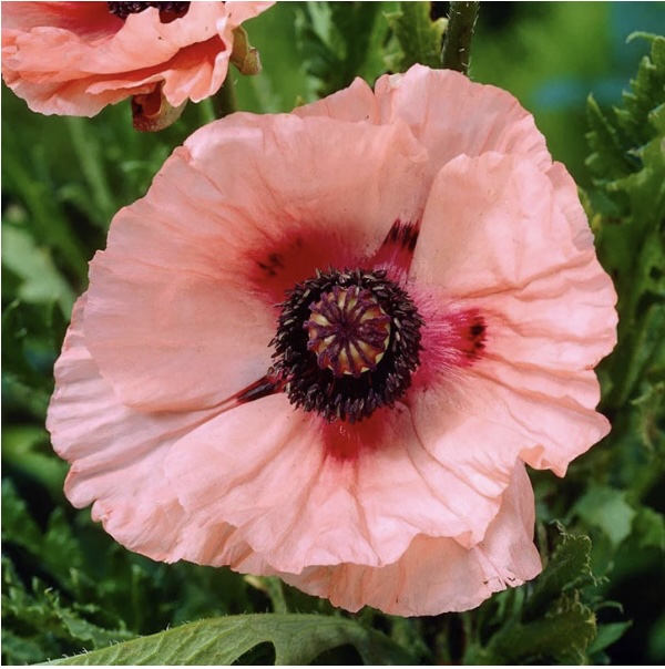 PAPAVER/POPPY