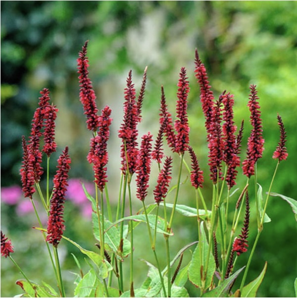 PERSICARIA