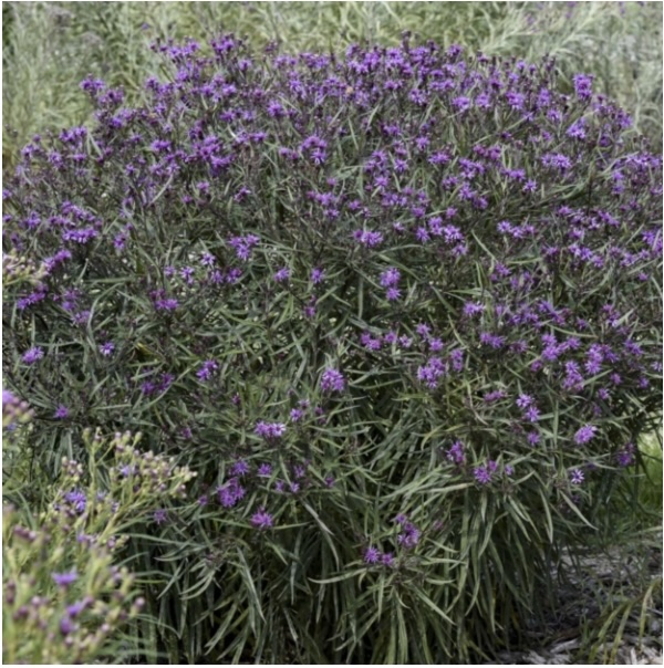 THALICTRUM/MEADOW RUE