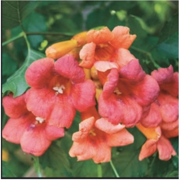 TRUMPET VINE/CAMPSIS
