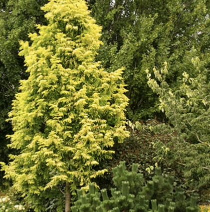 DAWN REDWOOD, GOLD RUSH 1.5"