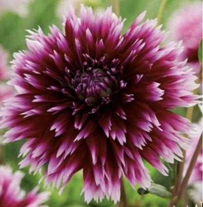 Alauna Clair Obscur Dahlia 1 Bulb