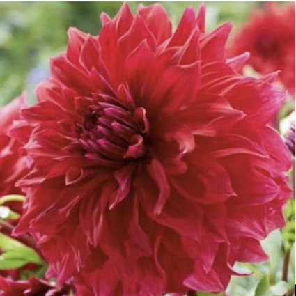 Zorro Dahlia 1 Bulb