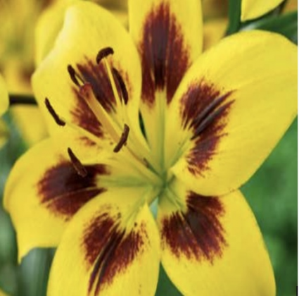 Pieton Asiatic Lily 2 Bulbs