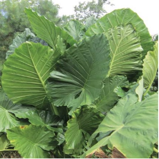 Upright XL Elephant Ears 1 Bulb