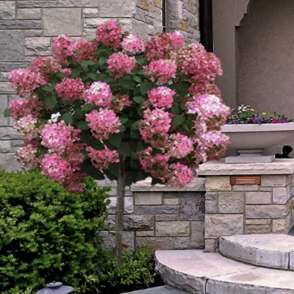 Fire Light Tree Hydrangea 15G