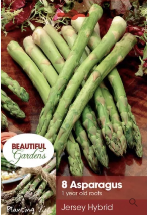 Jersey Hybrid Asparagus Bulbs (8 Bulbs)
