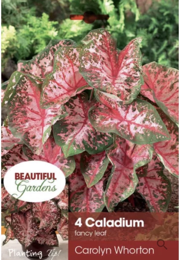 Carolyn Whorton Caladium Bulbs (4 Bulbs)