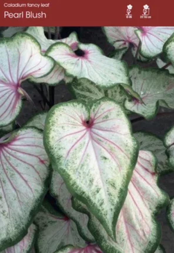 Pearl Blush Caladium (5 Bulbs)
