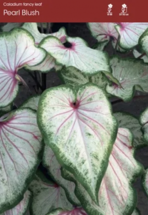 Pearl Blush Caladium (5 Bulbs)