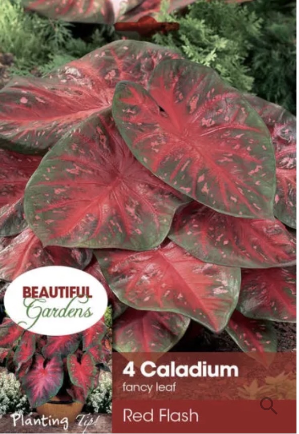 Red Flash Caladium Bulbs (4 Bulbs)